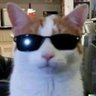 Profilbild von Shan