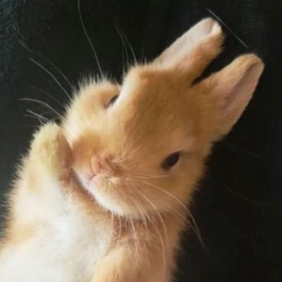 bunnies1ght's profile picture
