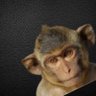 Petit Pirat profil fotoğrafı