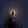 ErizoDelBulla 🦉's profile picture