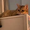 小橘猫 profil fotoğrafı