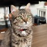 Kirpi profil fotoğrafı
