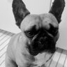 Фото профиля frenchie