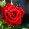 Erilene Rosa's profile picture