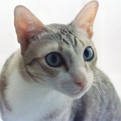 BB25lovebs's profile picture