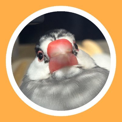 ゴマ / GOMA's profile picture