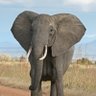 elephant 的头像