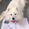syrettesu profil fotoğrafı