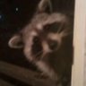 Mees's profile picture