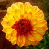 colibri's profile picture