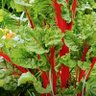 Фото профиля Paradoxa