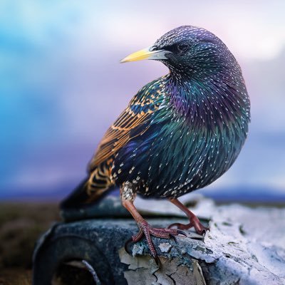 STYXtheBand's profile picture