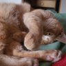 Profilbild von Gato