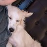 Sleepy Dog's profile picture