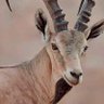 قصي السقاف profil fotoğrafı