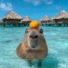 胆子肥嘟嘟 profil fotoğrafı