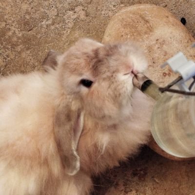 兔🐇's profile picture