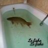 Фото профиля Le_Fishe