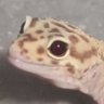 CorndogCrusader's profile picture