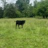 Фото профиля julius pepperwood🐄