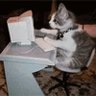 Фото профиля TheYellingKitty.