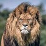 ع الشريف's profile picture