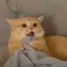 しおん 的头像
