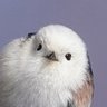 荒ぶるシマエナガ 的头像