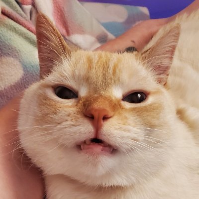 babydogfanclub's profile picture