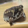 Фото профиля あぁ〜Kazuちゃん🦎🐸