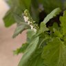 shiso profil fotoğrafı