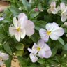 Profilbild von たんぽぽ⭐︎