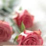 azizah a profil fotoğrafı
