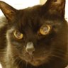 黒猫れんじろう 的头像