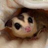 さくらこ@国民民主党フクロモモンガ部's profile picture