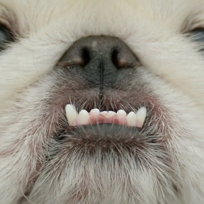 omochipekineez's profile picture