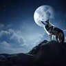 Profilbild von lobito4750