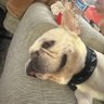 Jamison Jones profil fotoğrafı