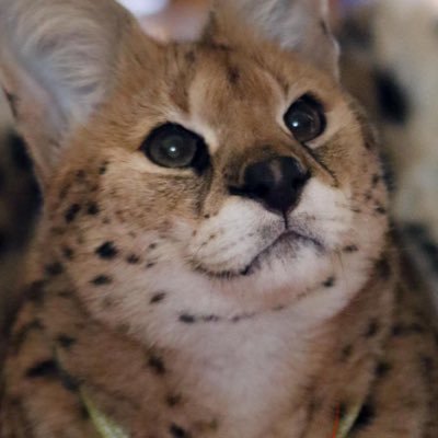 uke creature🇵🇸🚩's profile picture