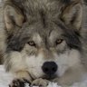 Le loup des steppes's profile picture