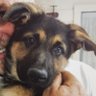 Chris Bear's profile picture