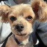 Profilbild von Hockeydog