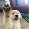 Dog of the Year's profile picture