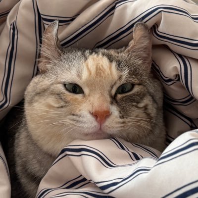 모래's profile picture