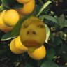 🍋★ profil fotoğrafı