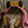 J7's profile picture