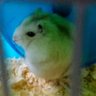 ryocorin's profile picture