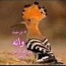 abdalkreemalsoffee's profile picture