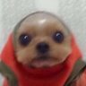 Profilbild von Dogembo