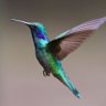 Фото профиля HummingBirdⅡ